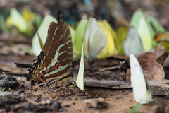Graphium aristeus