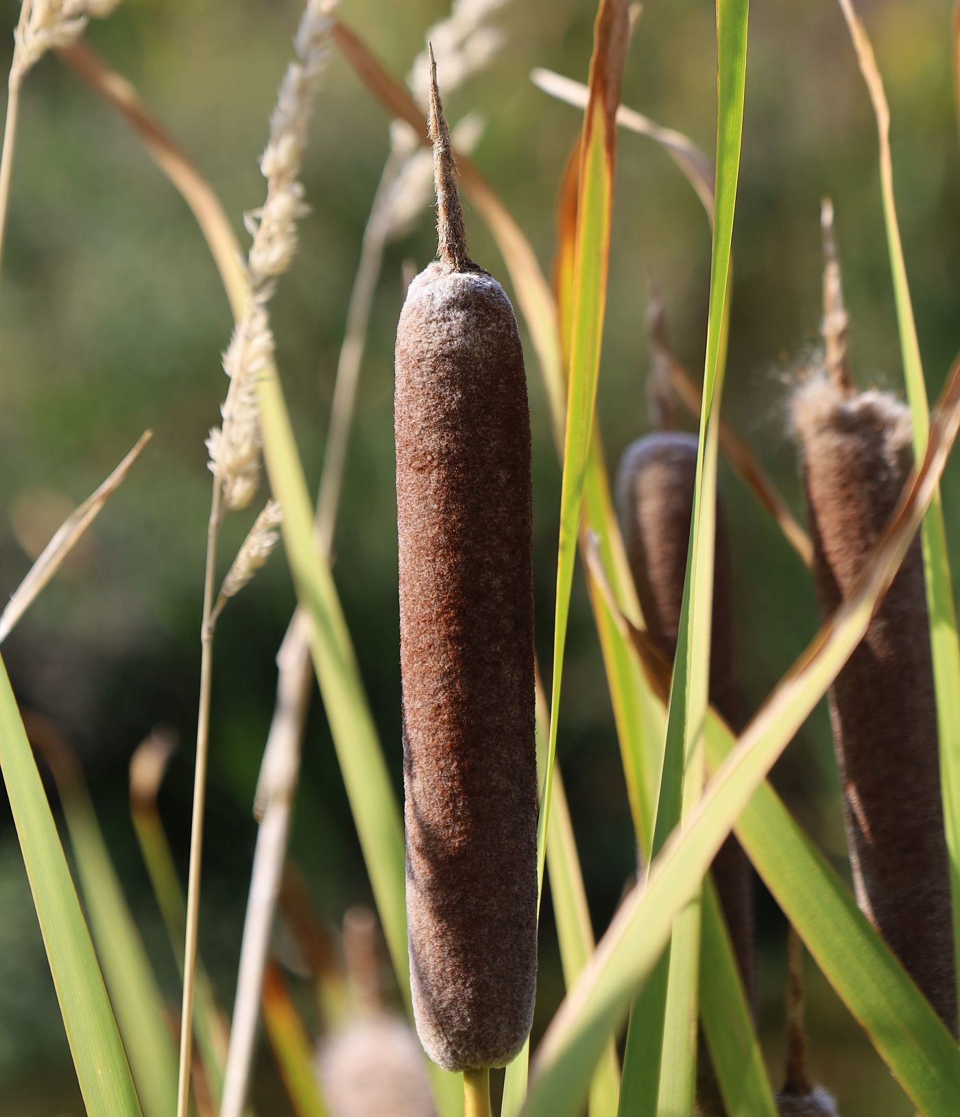 Typha shuttleworthii W.D.J.Koch & Sond.