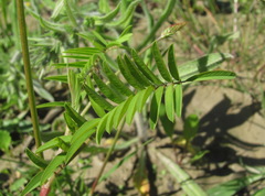 Onobrychis ruprechtii