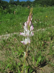 Onobrychis ruprechtii