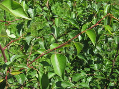 Pyrus communis caucasica
