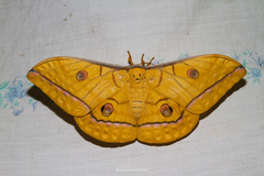 Antheraea helferi