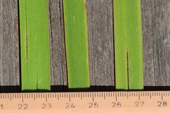 Typha shuttleworthii