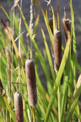 Typha shuttleworthii