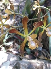 Encyclia parviflora