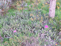 Carpobrotus quadrifidus