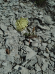 Cephalaria coriacea