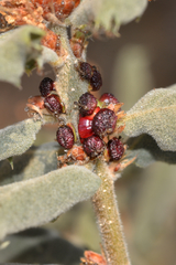 Disholcaspis prehensa