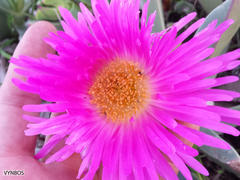 Carpobrotus quadrifidus