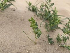 Caragana microphylla