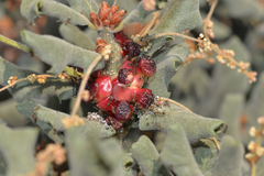 Disholcaspis prehensa