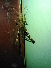 Machaerocera mexicana