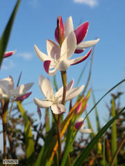 Hesperantha cucullata