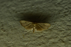 Hypolamprus