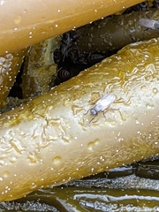 Coelopa