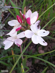 Hesperantha cucullata