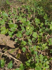 Proboscidea althaeifolia