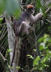 Piliocolobus tephrosceles