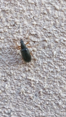 Phyllobius oblongus