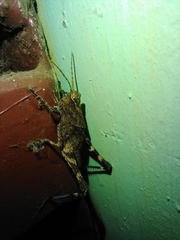 Machaerocera mexicana