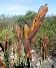 Elegia thyrsoidea