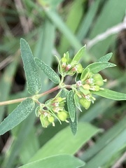 Euphorbia nutans