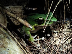 Odorrana hosii