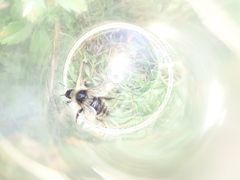 Bombus mucidus