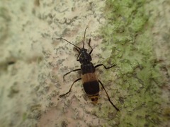 Chauliognathus tripartitus