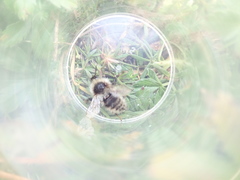 Bombus mucidus