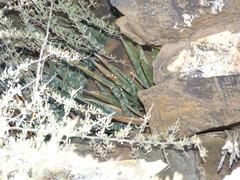 Sansevieria aethiopica