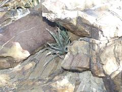 Sansevieria aethiopica