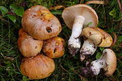 Cortinarius turmalis