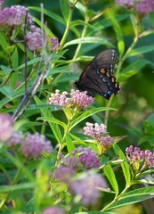 Papilio glaucus glaucus