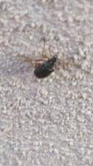 Phyllobius oblongus