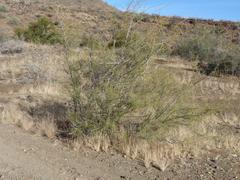 Parkinsonia africana image