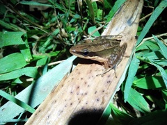 Indosylvirana nicobariensis