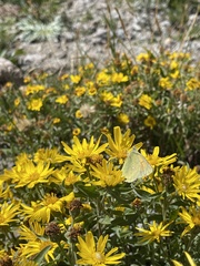 Colias meadii