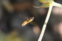 Sphaerophoria pyrrhina