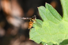 Sphaerophoria pyrrhina