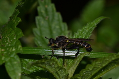Choerades marginata