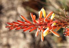 Aloe greatheadii davyana