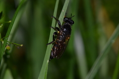 Choerades marginata