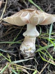 Pseudochitonia