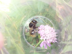Bombus mendax