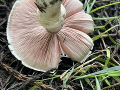 Pseudochitonia