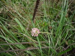 Trifolium hybridum elegans