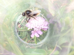 Bombus mendax