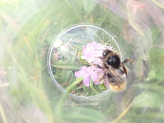 Bombus mendax