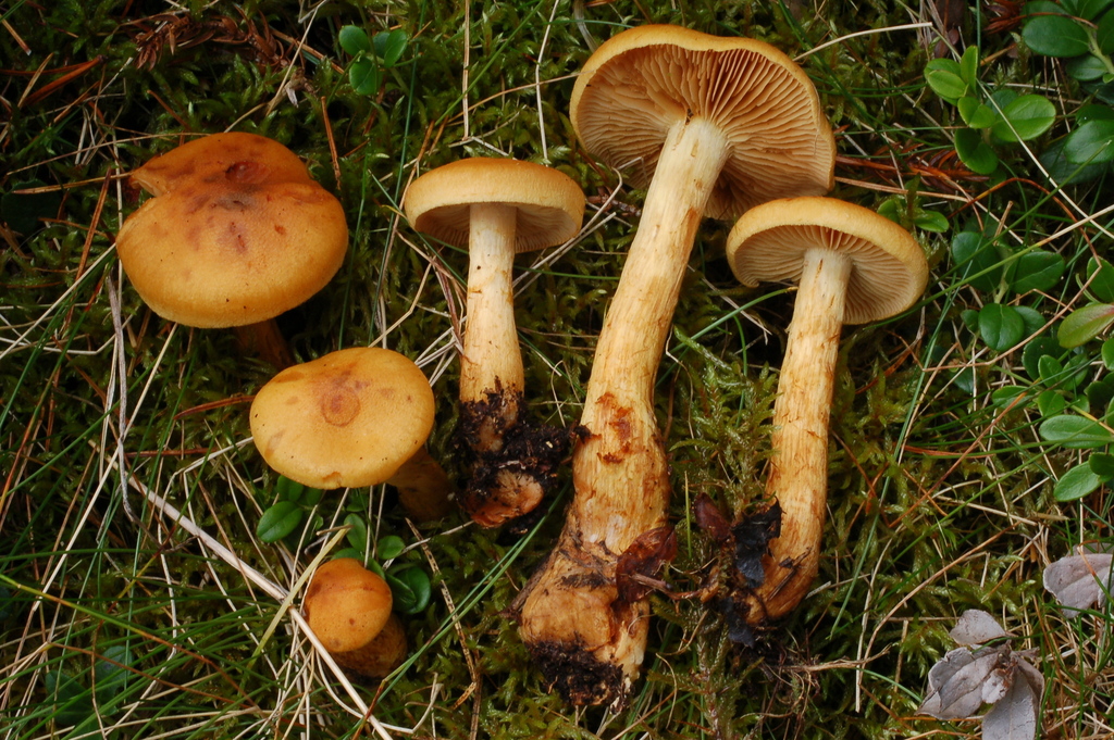 Callistei